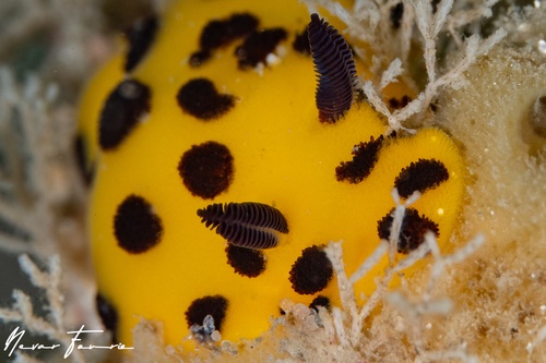 Image of Jorunna sp. 1