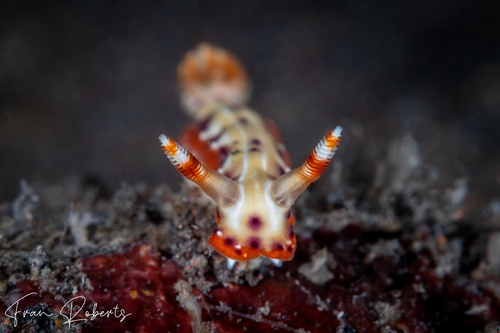 Image of Hypselodoris decorata