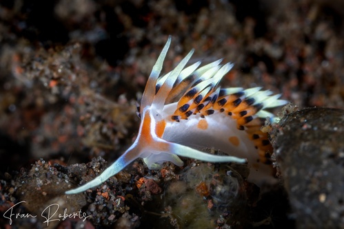 Image of Caloria indica