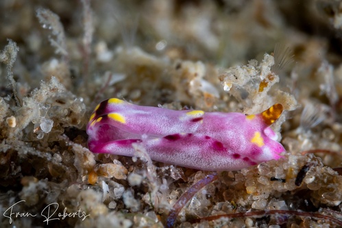 Image of Philinopsis falciphallus