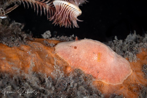 Image of Doriopsilla carneola