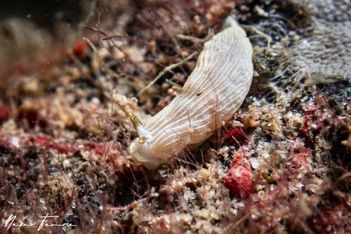 Image of Dermatobranchus sp. 3