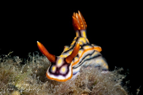 Image of Hypselodoris jacksoni