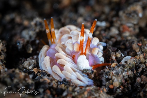 Image of Tenellia sp. 8