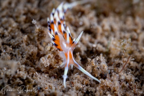 Image of Caloria indica