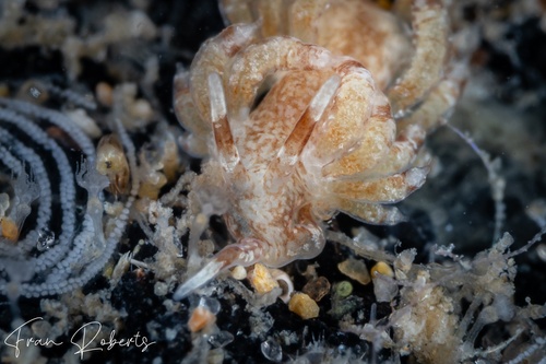 Image of Tenellia sp. 6