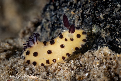 Image of Jorunna sp. 1