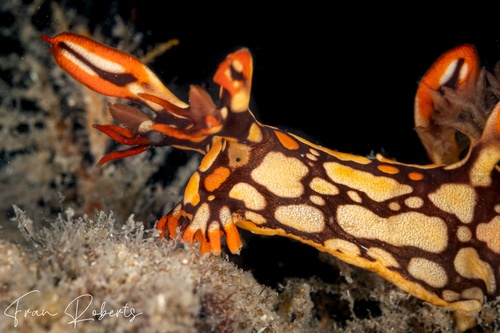 Image of Bornella anguilla