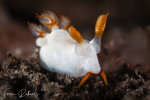 Image of Trapania undulata