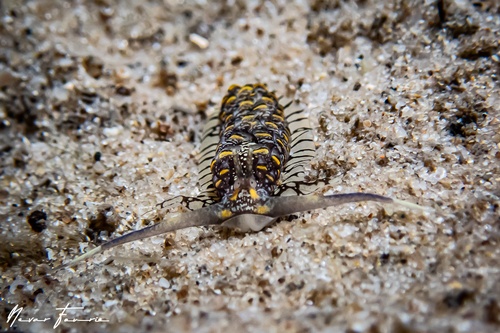 Image of Cerberilla ambonensis