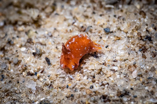 Image of Siphopteron sp. 1