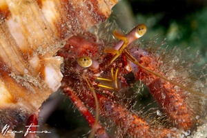 Image of Dardanus lagopodes