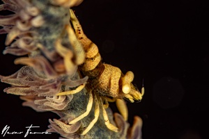 Image of Pontonides unciger