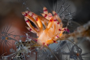 Image of Flabellina sp. 5