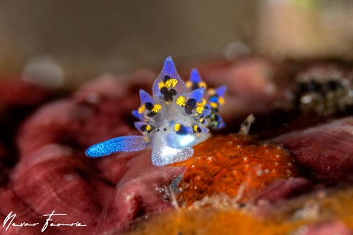 Image of Stiliger sp. 1