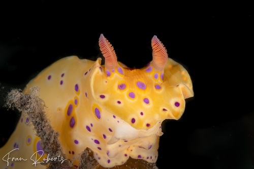 Image of Ceratosoma brevicaudatum