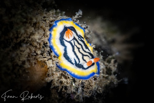 Image of Hypselodoris maritima