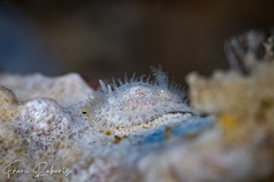 Image of Idaliadoris maugeansis