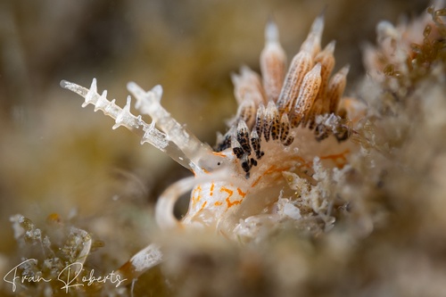 Image of Facelina bourailli