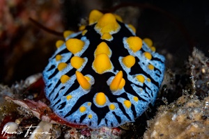 Image of Phyllidia marindica