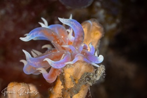 Image of Phyllodesmium poindimiei