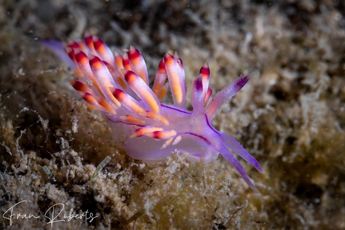 Image of Flabellina pannae