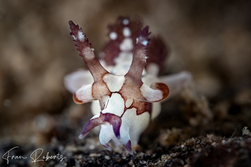 Image of Trapania scurra