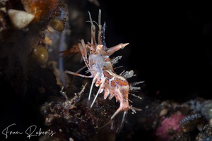 Image of Phyllognathia ceratophthalmus