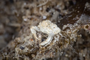 Image of Leucosiidae Oreophorus