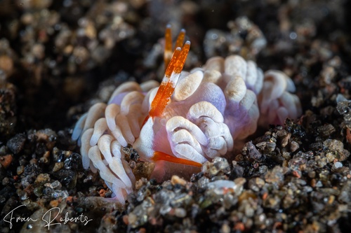 Image of Tenellia sp. 8