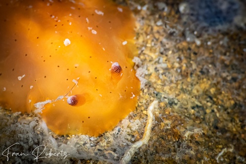 Image of Dendrodoris fumata