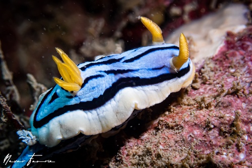 Image of Chromodoris elisabethina