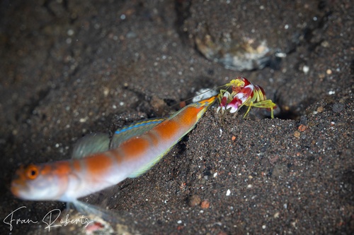 Image of Alpheus randalli