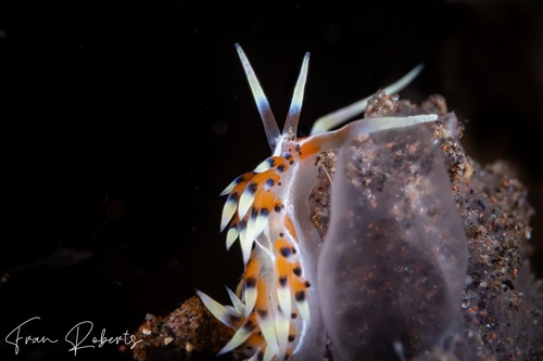 Image of Caloria indica