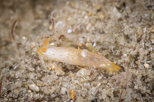 Image of Gymnodoris sp. 17