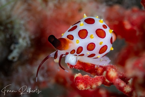 Image of Primovula rosewateri