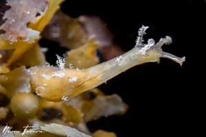 Image of Phyllaplysia lafonti