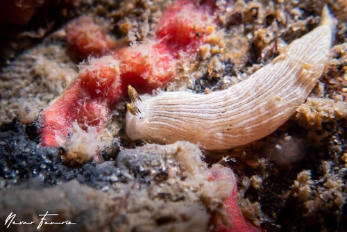 Image of Dermatobranchus sp. 3