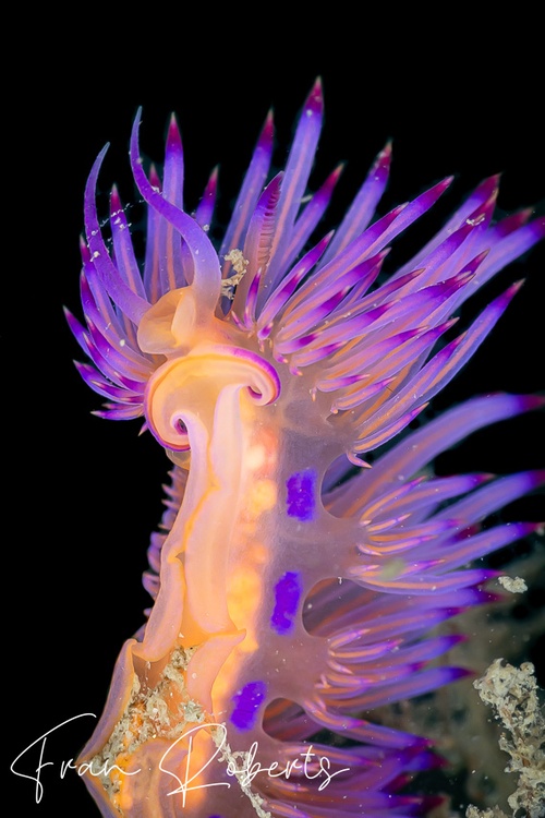 Image of Flabellina lotos