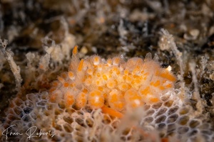 Image of Limacia ornata