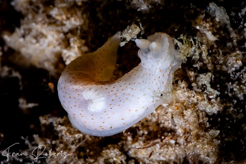 Image of Gymnodoris alba