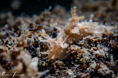 Image of Kaloplocamus peludo