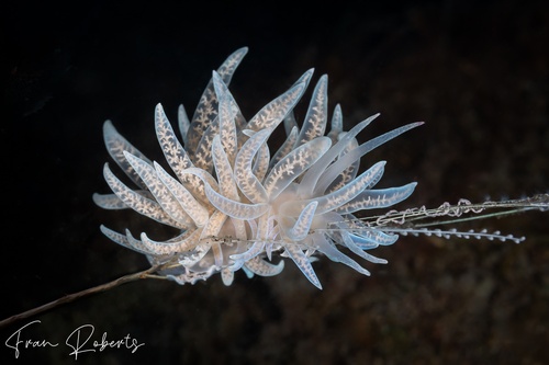 Image of Phyllodesmium iriomotense