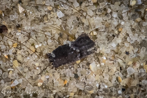 Image of Niparaya sp. 13