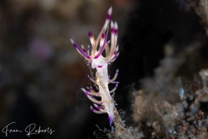 Image of Flabellina sp. 4