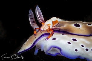 Image of Periclimenes imperator