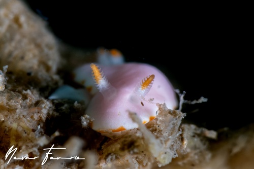 Image of Verconia simplex