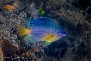 Image of Pomacentrus wardi