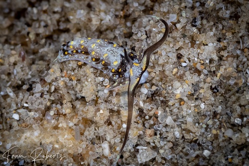 Image of Cerberilla sp. 1