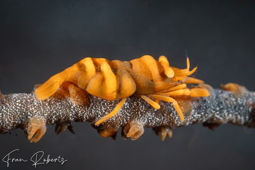 Image of Pontonides ankeri